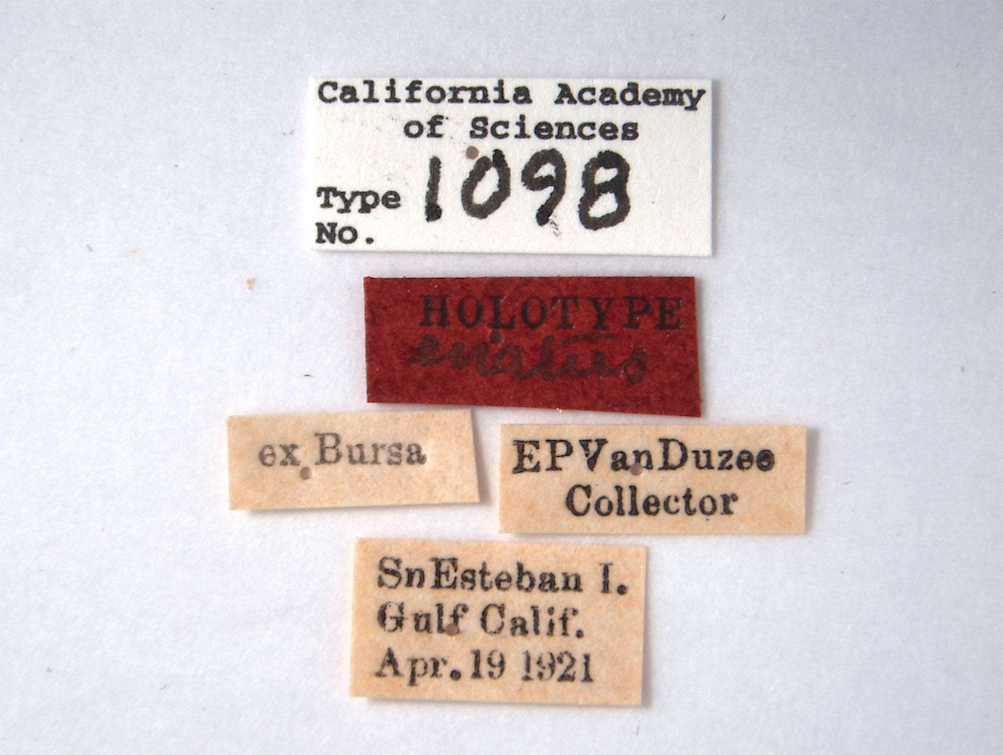 Flatoides enotus image