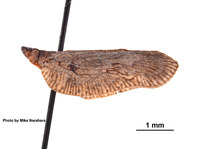 Flatoides enotus image
