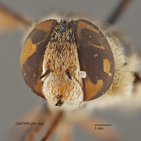Exoprosopa hyalipennis image