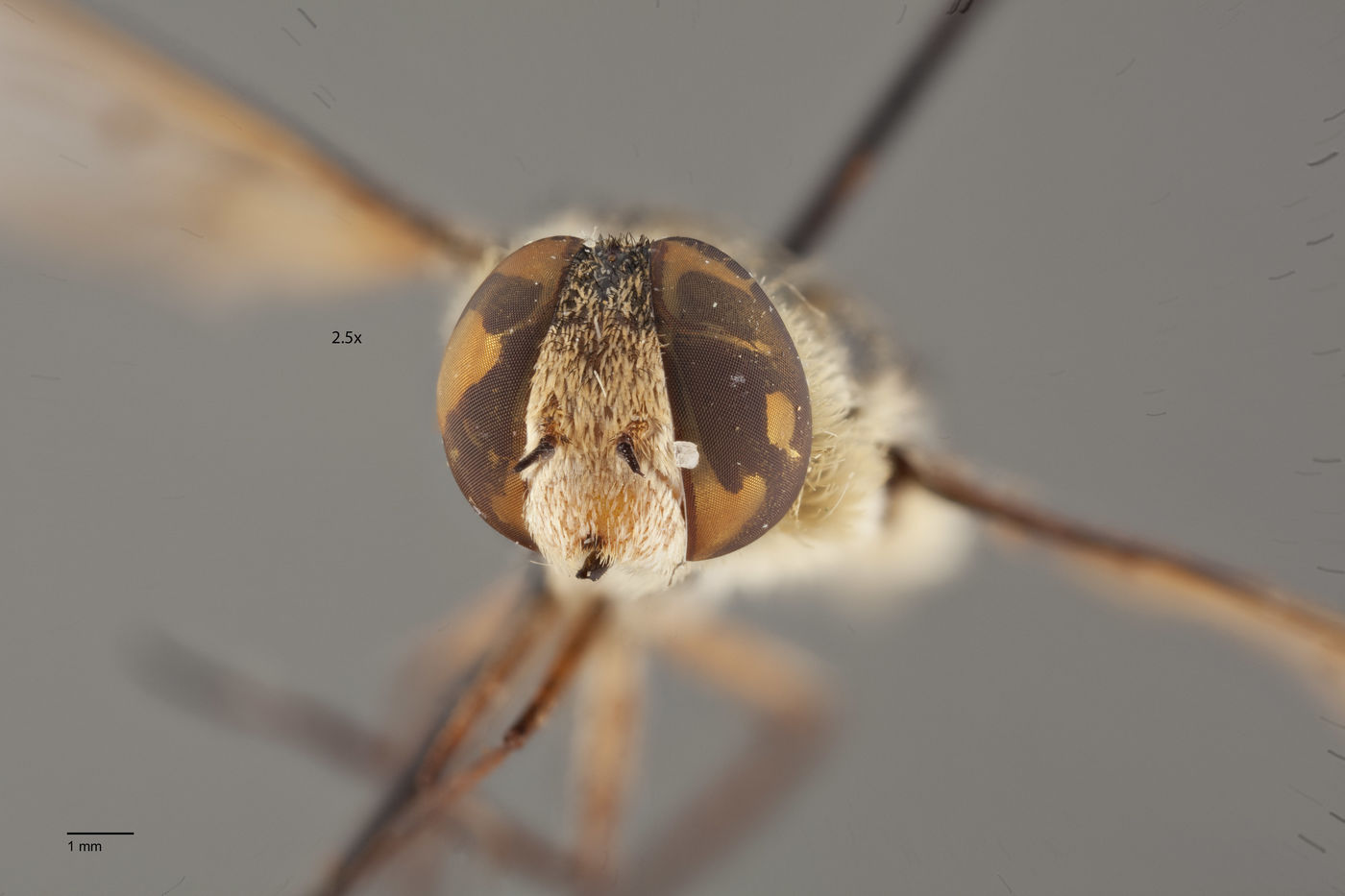 Exoprosopa hyalipennis image