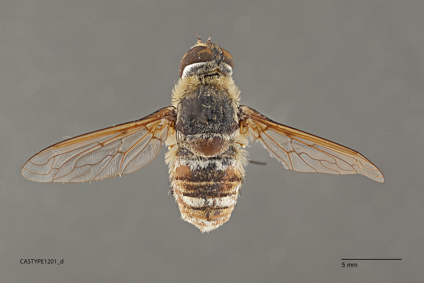 Exoprosopa hyalipennis image