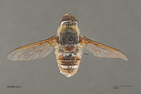 Exoprosopa hyalipennis image