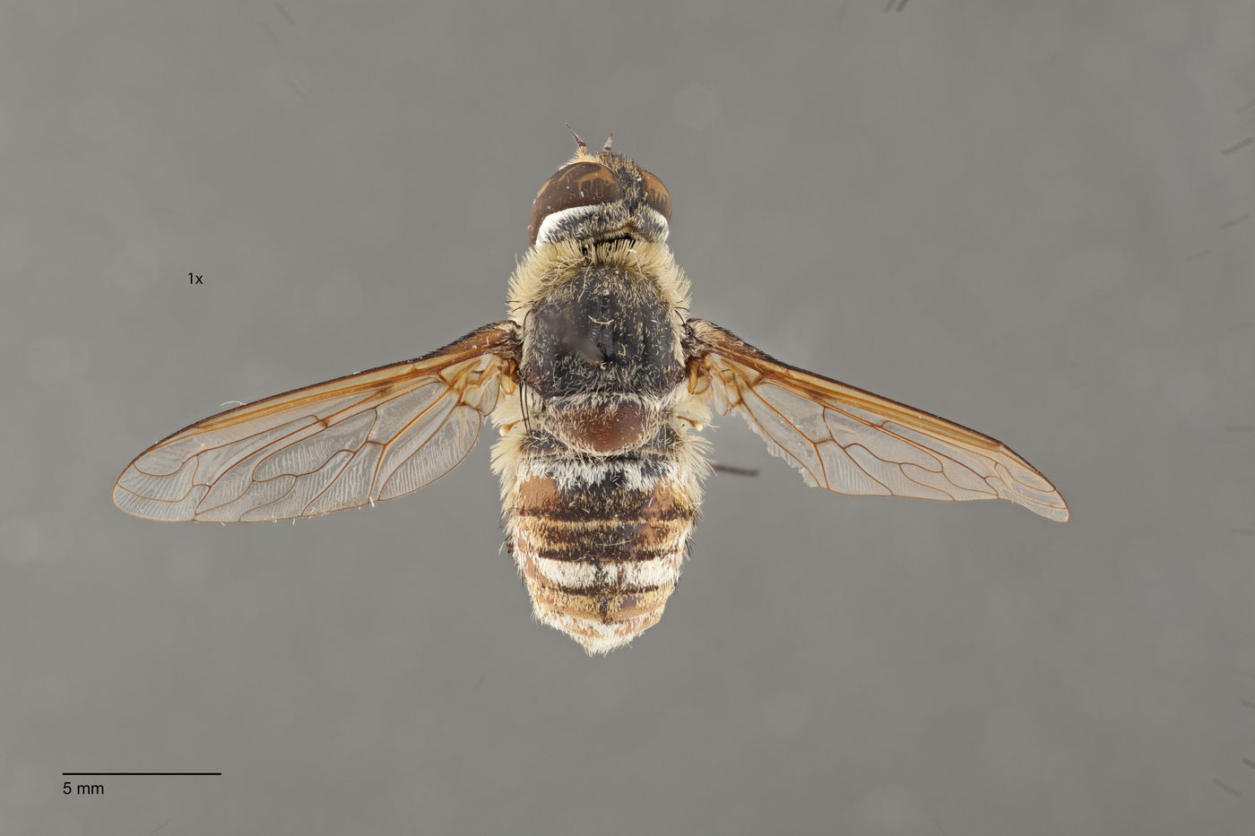 Exoprosopa hyalipennis image
