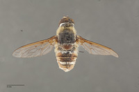 Exoprosopa hyalipennis image