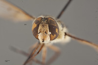 Exoprosopa hyalipennis image