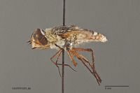 Exoprosopa hyalipennis image