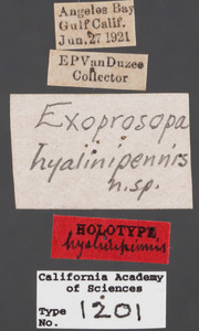 Exoprosopa hyalipennis image