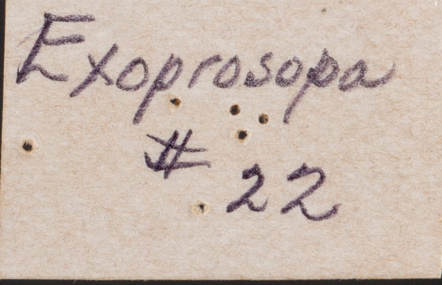 Exoprosopa image