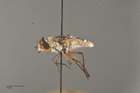 Exoprosopa hyalipennis image