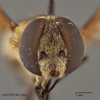 Exoprosopa atripes image