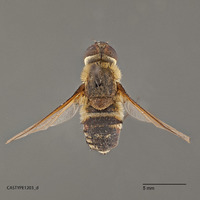 Exoprosopa atripes image