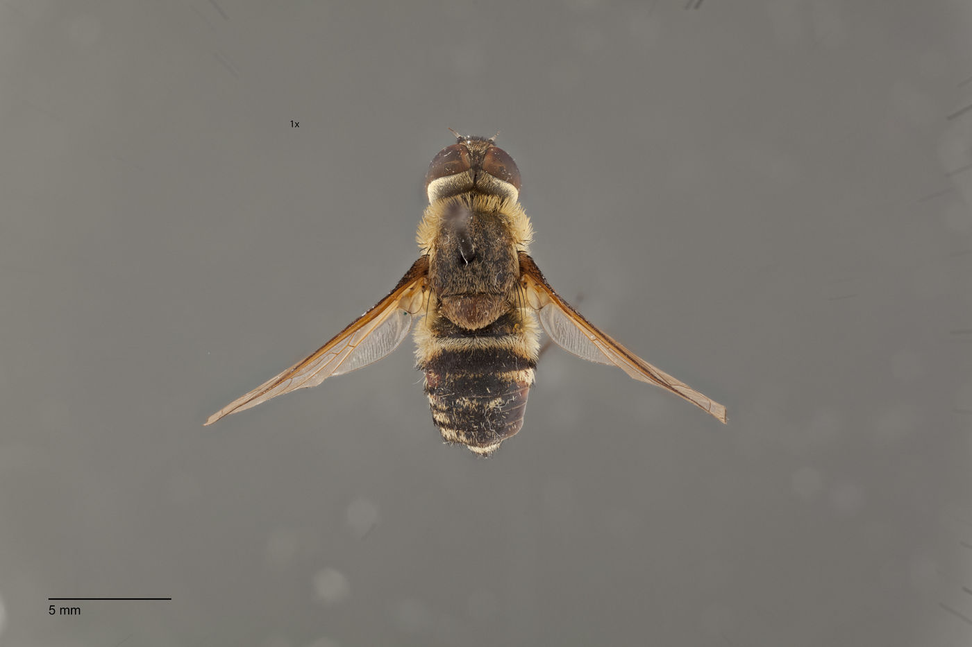 Exoprosopa atripes image