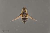 Exoprosopa atripes image