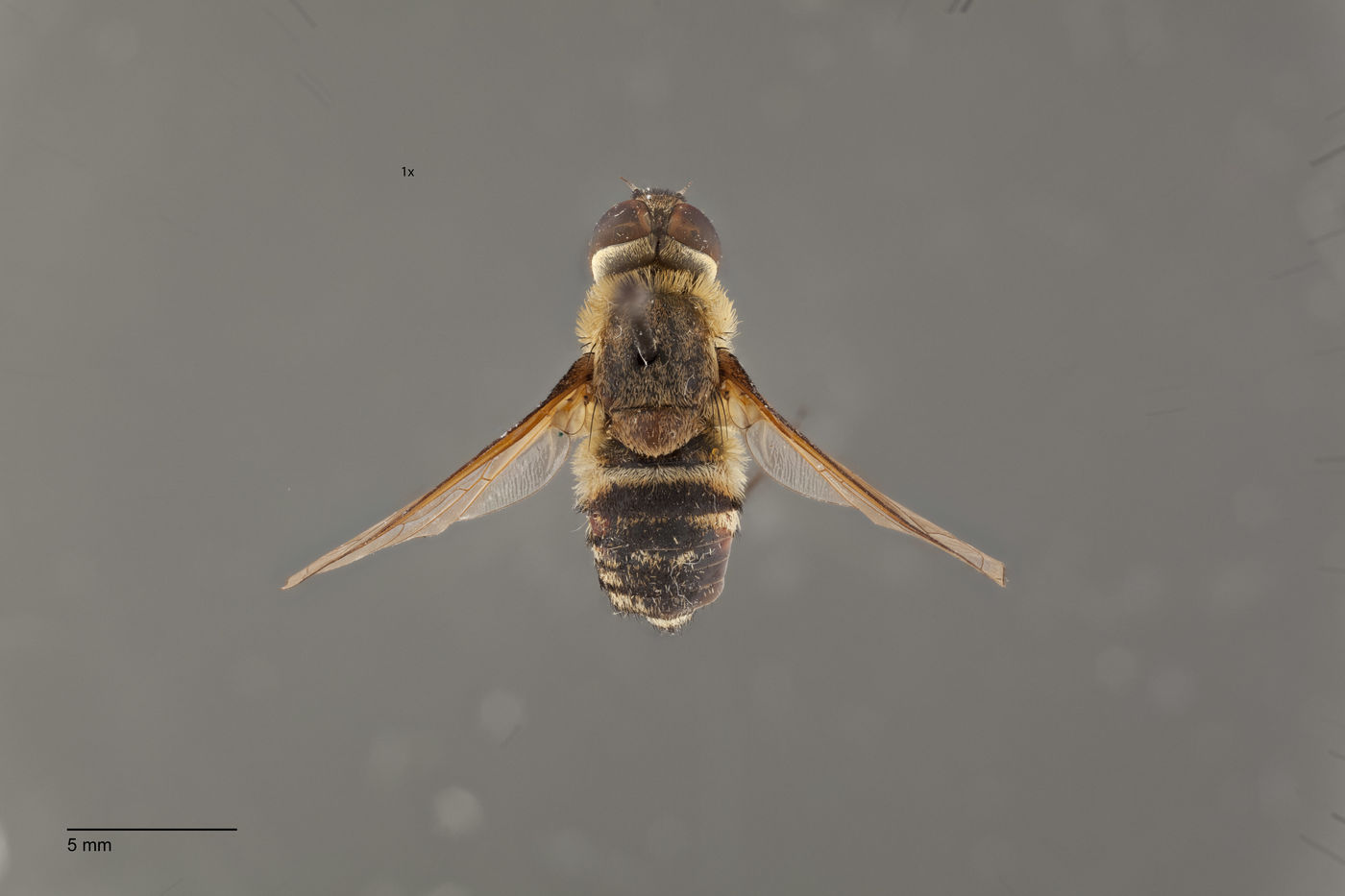 Exoprosopa atripes image