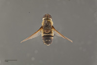 Exoprosopa atripes image
