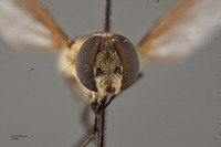 Exoprosopa atripes image