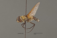 Exoprosopa atripes image