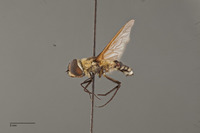 Exoprosopa atripes image