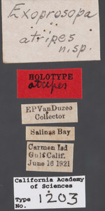 Exoprosopa atripes image