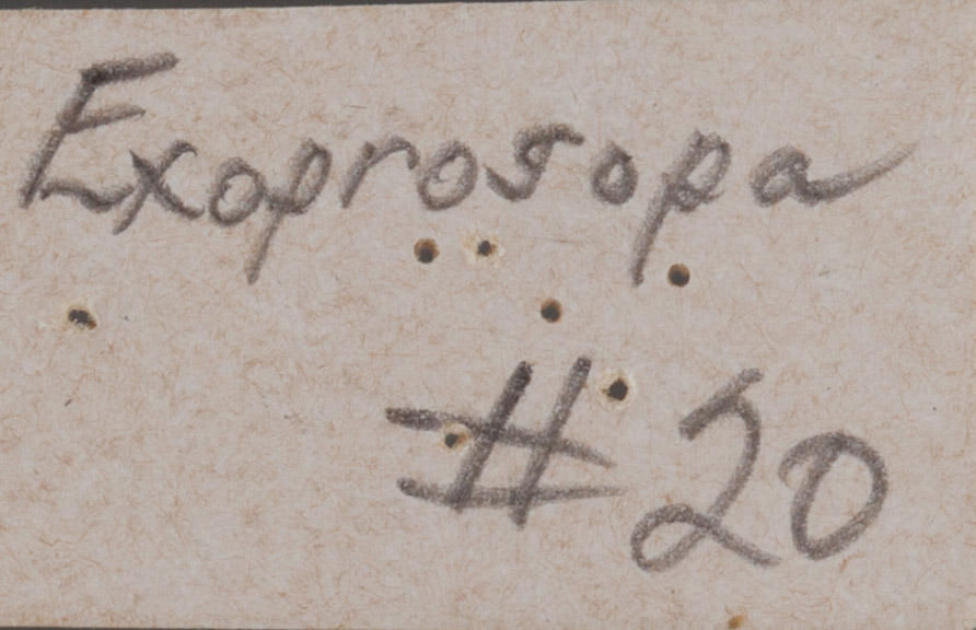 Exoprosopa atripes image