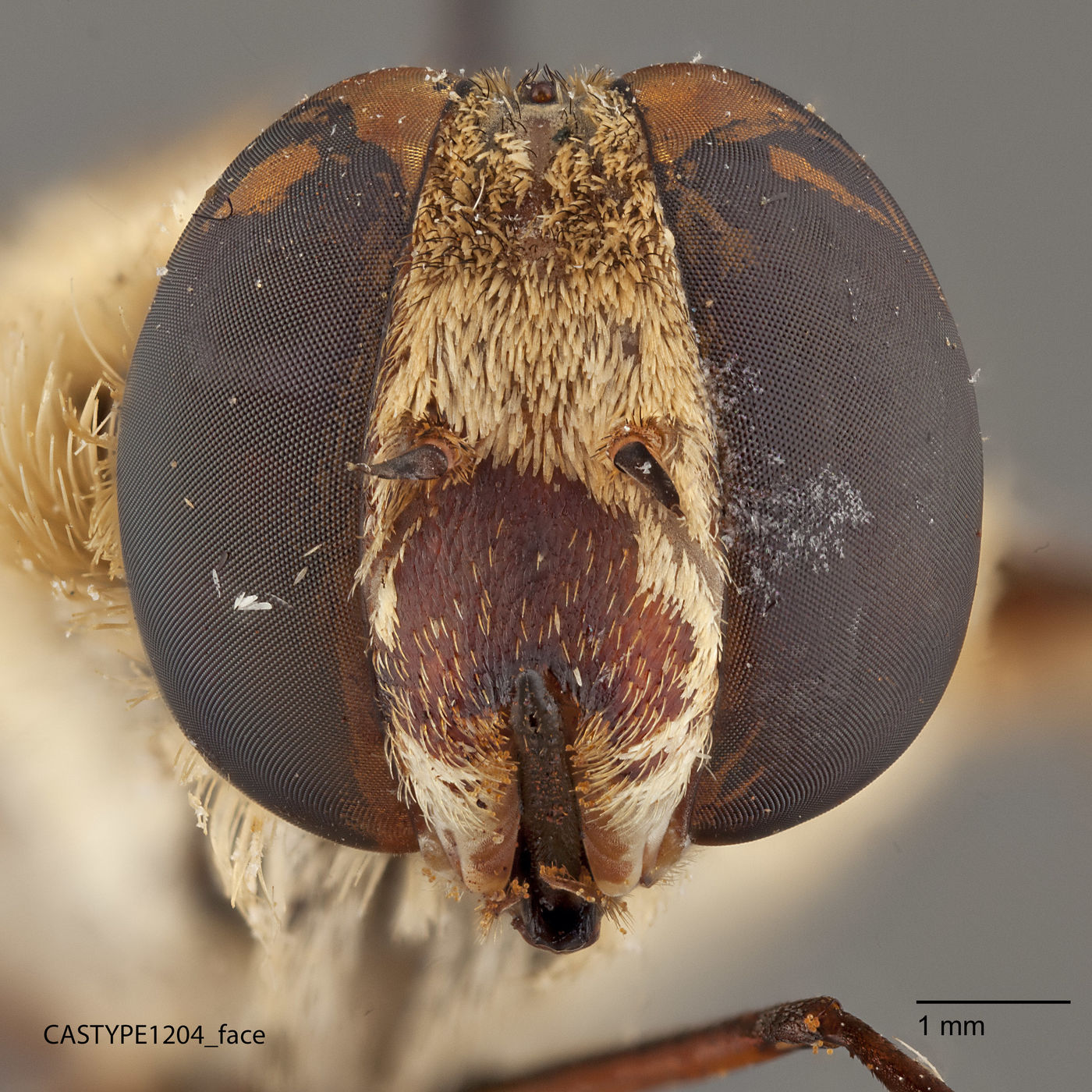 Exoprosopa image