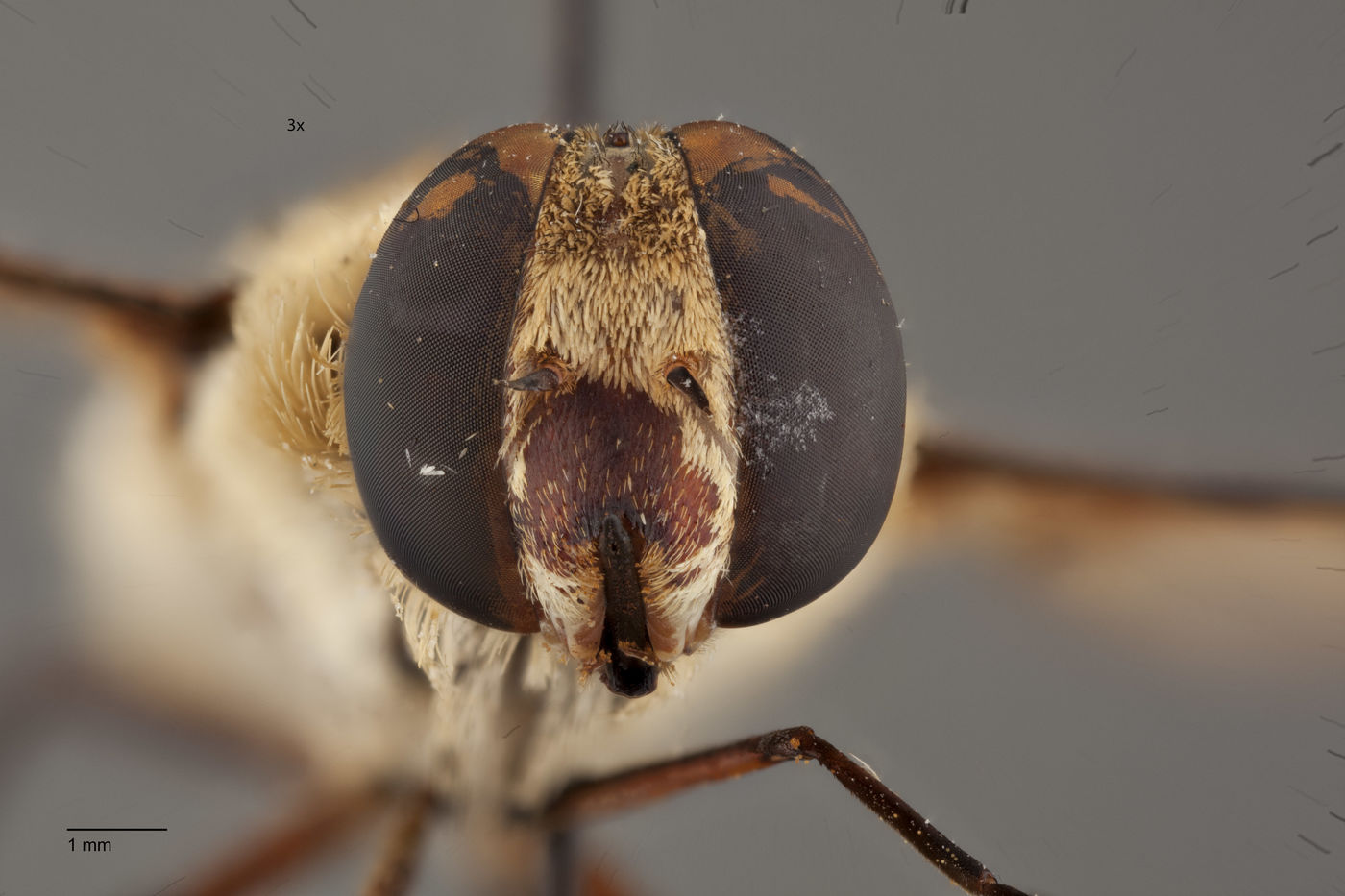 Exoprosopa tiburonensis image