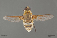 Exoprosopa tiburonensis image