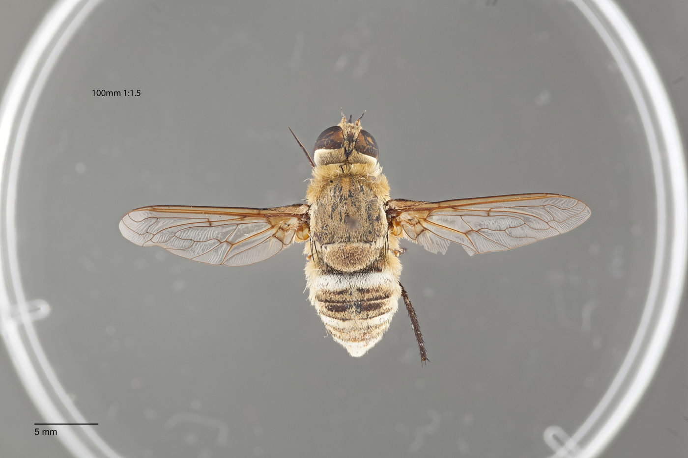 Exoprosopa tiburonensis image
