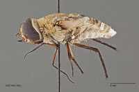 Exoprosopa tiburonensis image