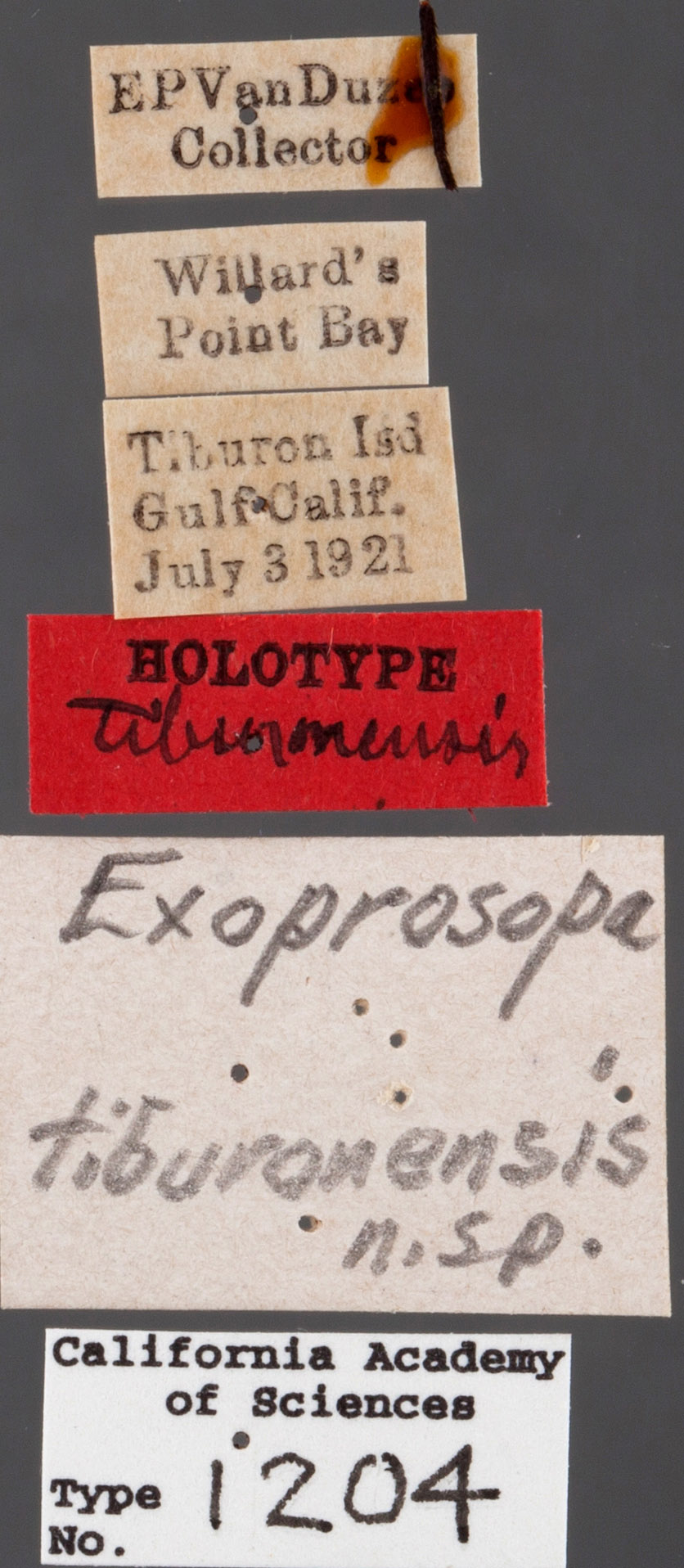 Exoprosopa tiburonensis image