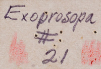 Exoprosopa tiburonensis image