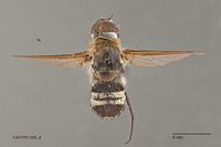 Villa meridionalis image