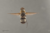 Villa meridionalis image