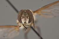 Villa meridionalis image