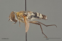 Villa meridionalis image