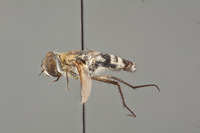 Villa meridionalis image