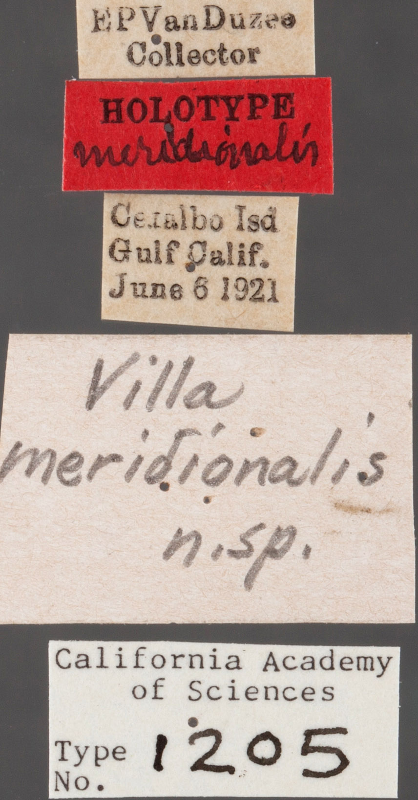 Villa meridionalis image