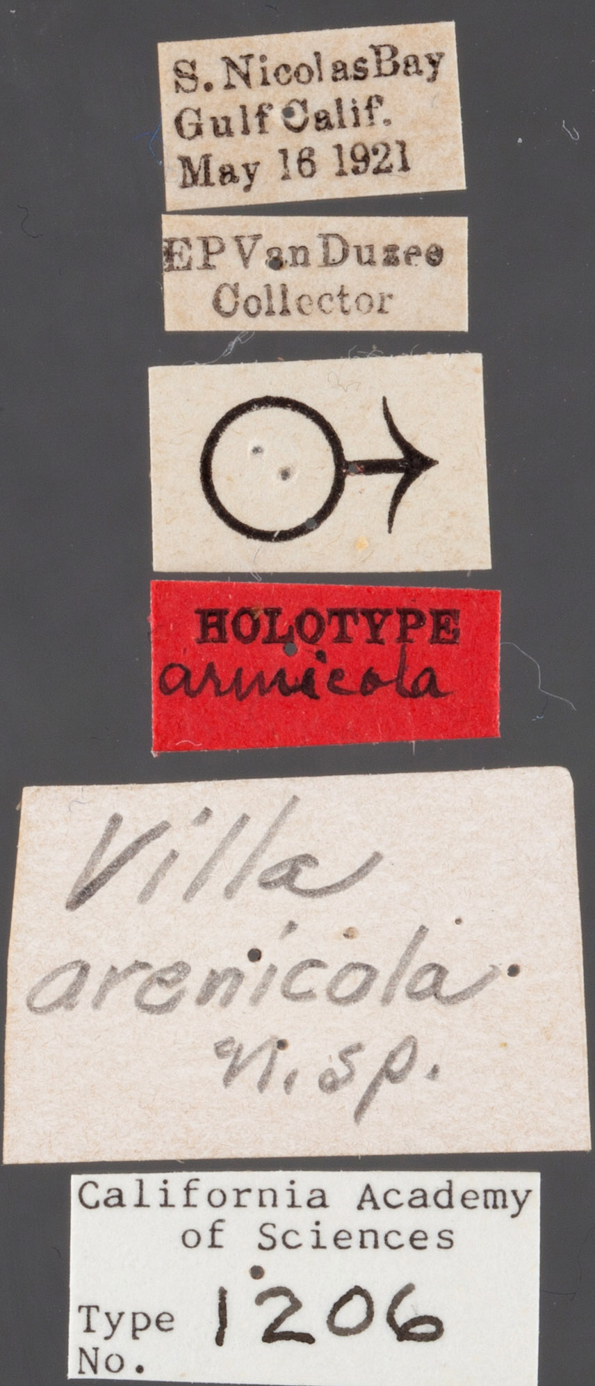 Villa arenicola image