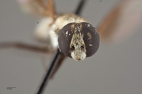 Villa ariditata image