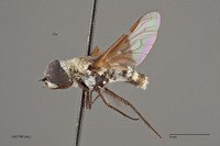 Image of Villa ariditata