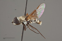 Villa ariditata image