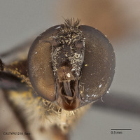 Villa vastititas image