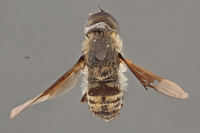 Villa vastititas image