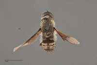 Villa vastititas image