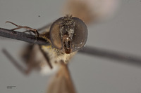 Villa vastititas image