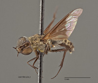 Villa vastititas image