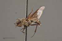 Villa vastititas image