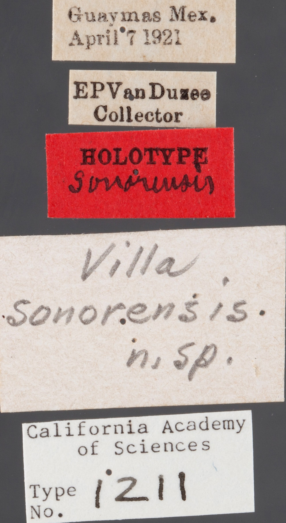 Villa sonorensis image