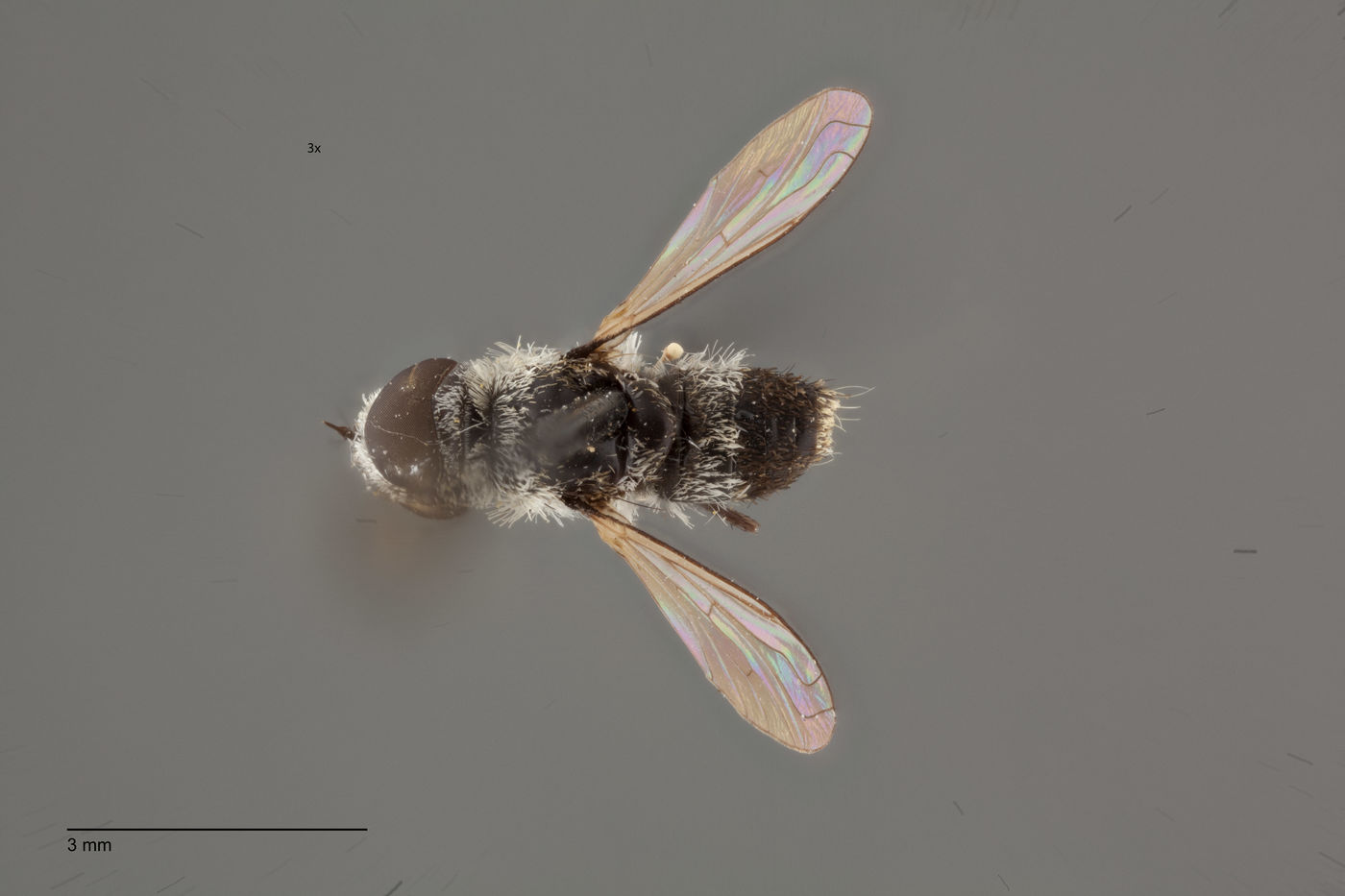 Villa albicollaris image