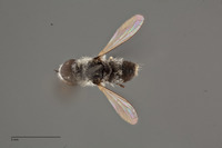 Image of Villa albicollaris